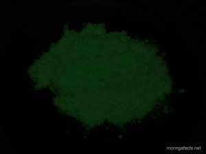 Moringa powder - Moringa facts