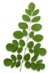 Moringa oleifera leaf