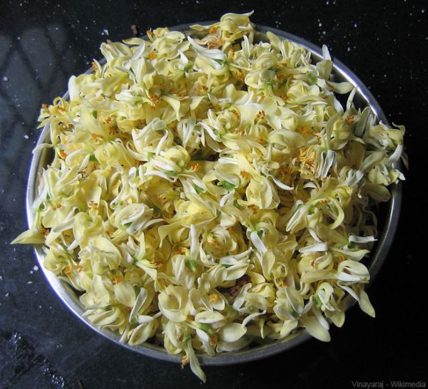 Moringa oleifera Flower - Moringa facts