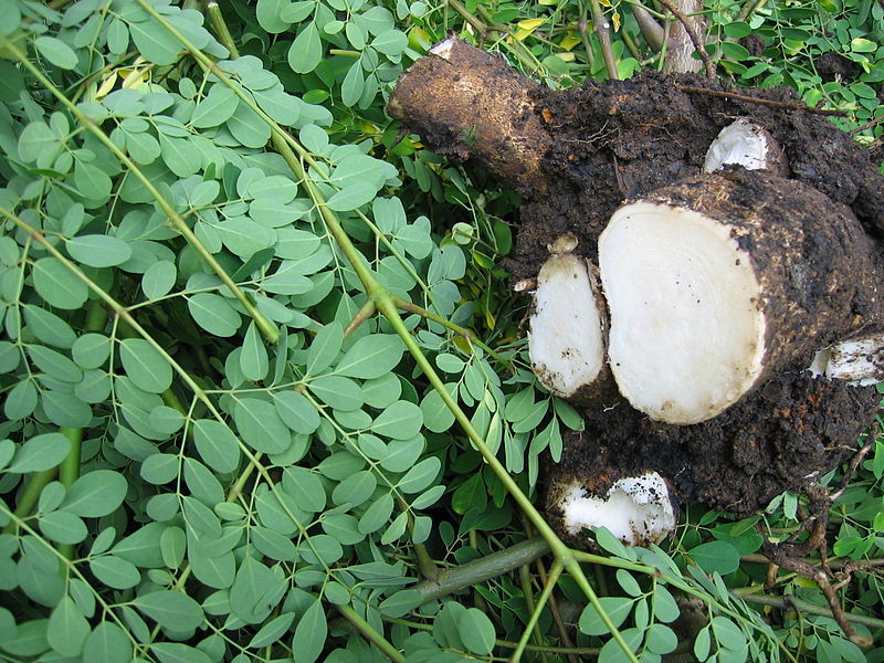 Moringa Oleifera root - Moringa facts