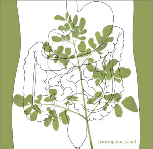 Moringa helps with digestion process- Moringa facts