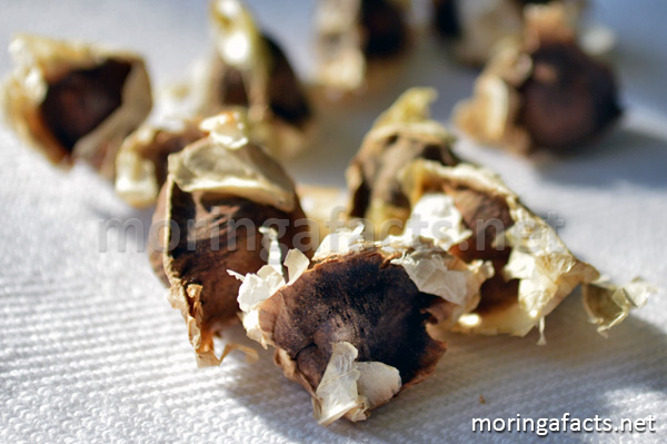 Moringa seeds - Moringa facts