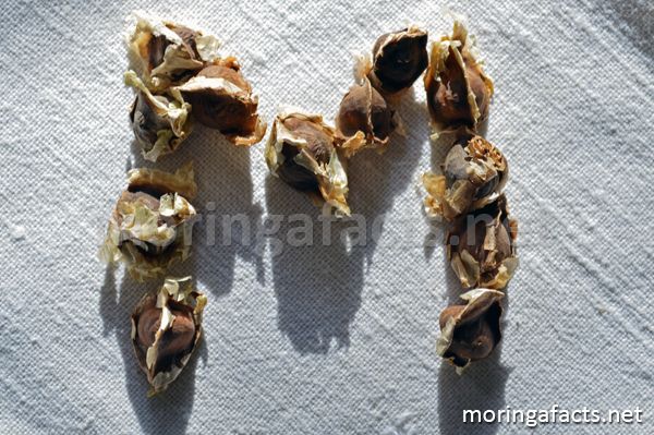 Moringa seeds - Moringa facts