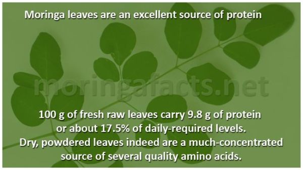 Moringa Leaves - Excellent Source Of Protein - Moringa facts