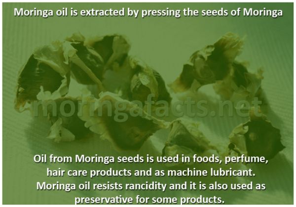 Moringa Oil Is Extracted From The Seeds