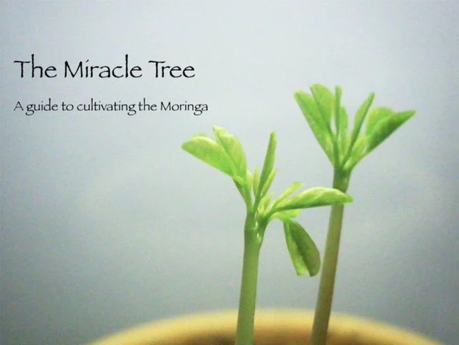 THE MIRACLE TREE – A GUIDE TO CULTIVATING THE MORINGA