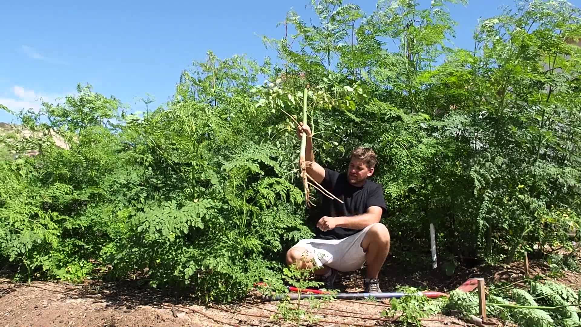 Harvesting and Replanting Moringa Roots